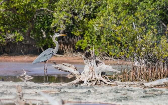 A blue heron wades in the tide pools off Barkers. - Photos: Taneos Ramsay