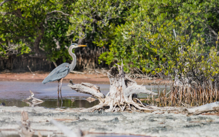 A blue heron wades in the tide pools off Barkers. - Photos: Taneos Ramsay