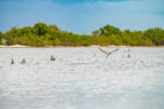 Dart pledges to conserve an ‘acre for acre’ Brown pelicans congregate in the mangrove fringed waters off Barkers. - Photo: Taneos Ramsay