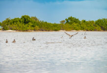 ‘Lame duck’ government told to forget conservation and cruise bills Brown pelicans congregate in the mangrove fringed waters off Barkers. - Photo: Taneos Ramsay