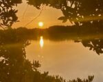 The issue explained: Putting a price on nature