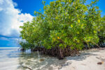 Compact subdivision planned on 39-acres of mangrove and woodland