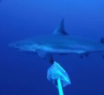 Watch: Sharks diving deeper to escape ‘human disturbances’