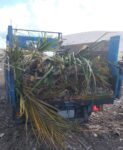 DEH to coordinate acceptance of large vegetation waste