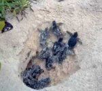 Record year for loggerhead turtle nests in 2021