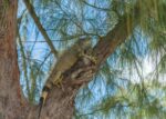 DoE to launch new green iguana culling programme