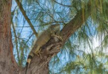 DoE to launch new green iguana culling programme