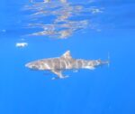 Tiger shark spotted in waters off South Sound