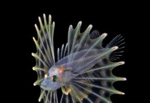 Blackwater diving: In the deep, in the dark, in the spotlight