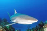 Cayman home to hundreds of reef and nurse sharks, study finds