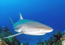 Cayman home to hundreds of reef and nurse sharks, study finds