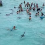 DoE: Sharks unlikely to leave Sandbar, offer ‘unique’ experience