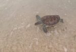 DoE warns public against disturbing turtles