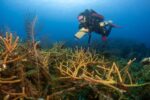 EU grant funds CCMI reef resiliency research