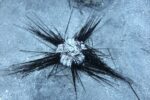 DoE appeals to public to help track sea urchin die-off