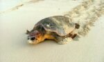 Nesting loggerhead turtle poached on Cayman Brac