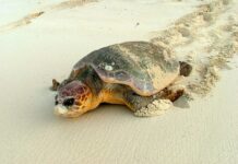 Nesting loggerhead turtle poached on Cayman Brac