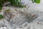 First green turtle nest of season discovered