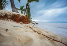 Climate change team hopes policy will bind governments to take action The roots of palm trees on Seven Mile Beach are exposed due to beach erosion, which has been highlighted as one of the risks of climate change facing the Cayman Islands. - Photo: Taneos Ramsay