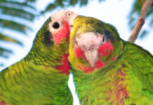 Man sentenced for taking parrot hatchlings
