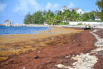 Expected increase in sargassum poses threat to nesting turtles