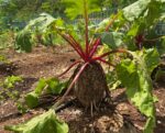 New beet on the block