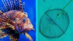 Invasive lionfish face new foe with targeted traps