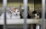 Gimme shelter: 4 solutions to Cayman’s animal neglect crisis
