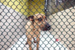 New animal shelter on cards for Humane Society