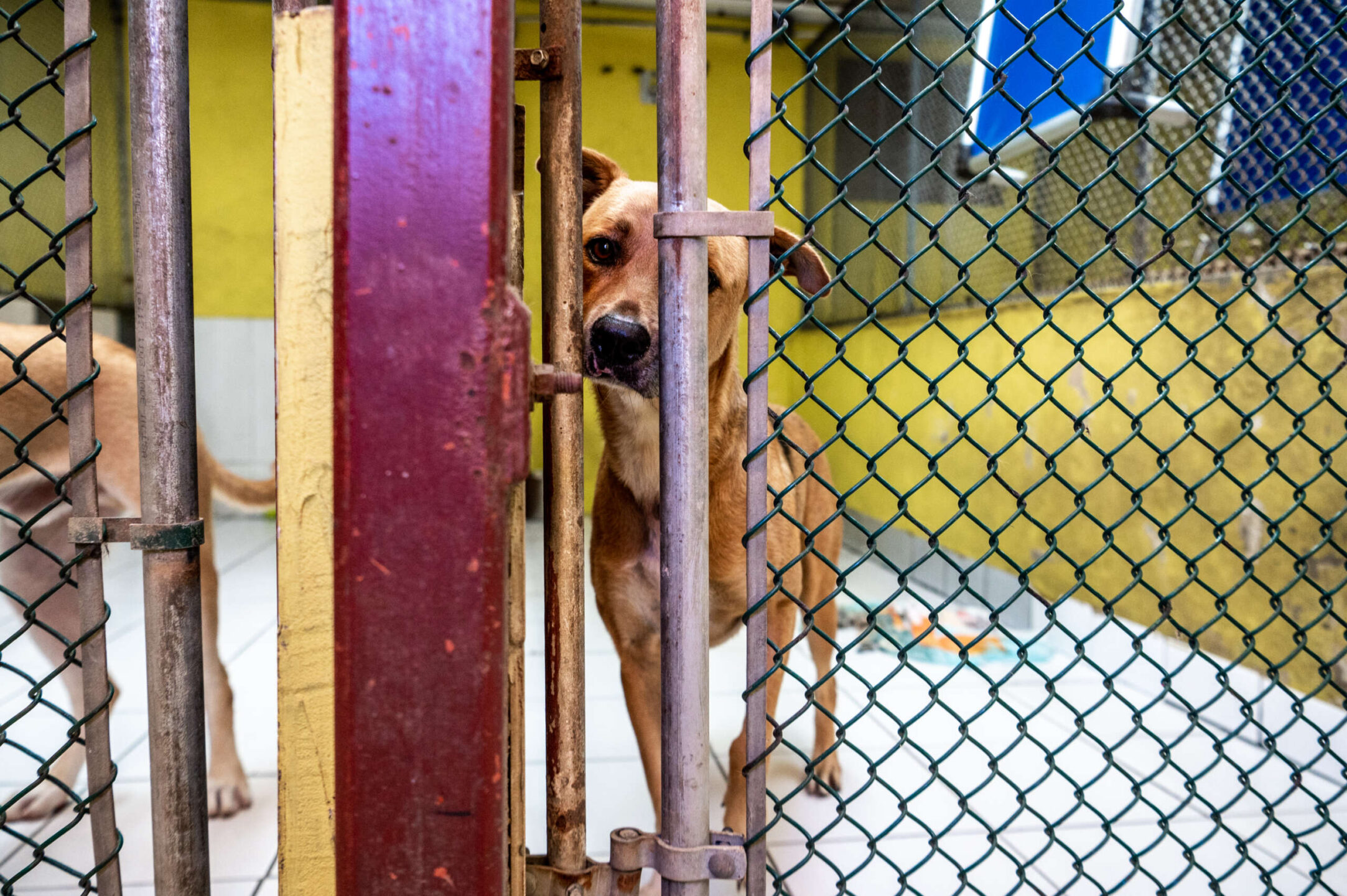 Dogs at the Humane Society press their noses against the bars, eager for a treat or a friendly scratch.