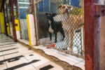 Humane Society gets go ahead for new home