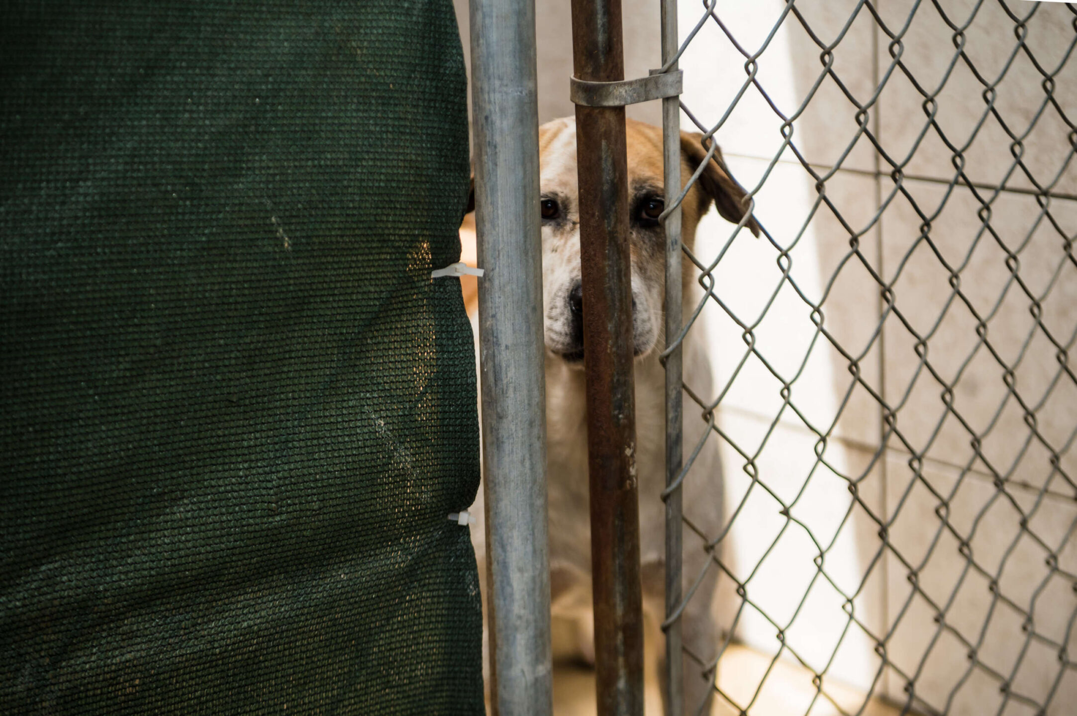 Some dogs have lived at the Humane Society as long as five years without being adopted