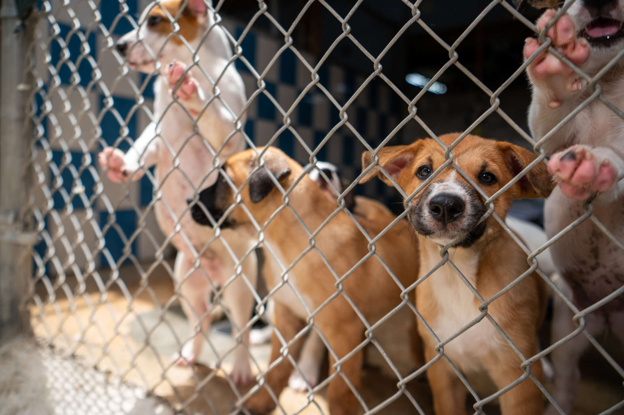 A litter of white and tan mutt puppies peer out from their enclosure