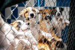 Special report: Overpopulation fuelling animal abuse and neglect