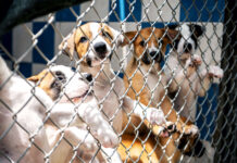 Special report: Overpopulation fuelling animal abuse and neglect