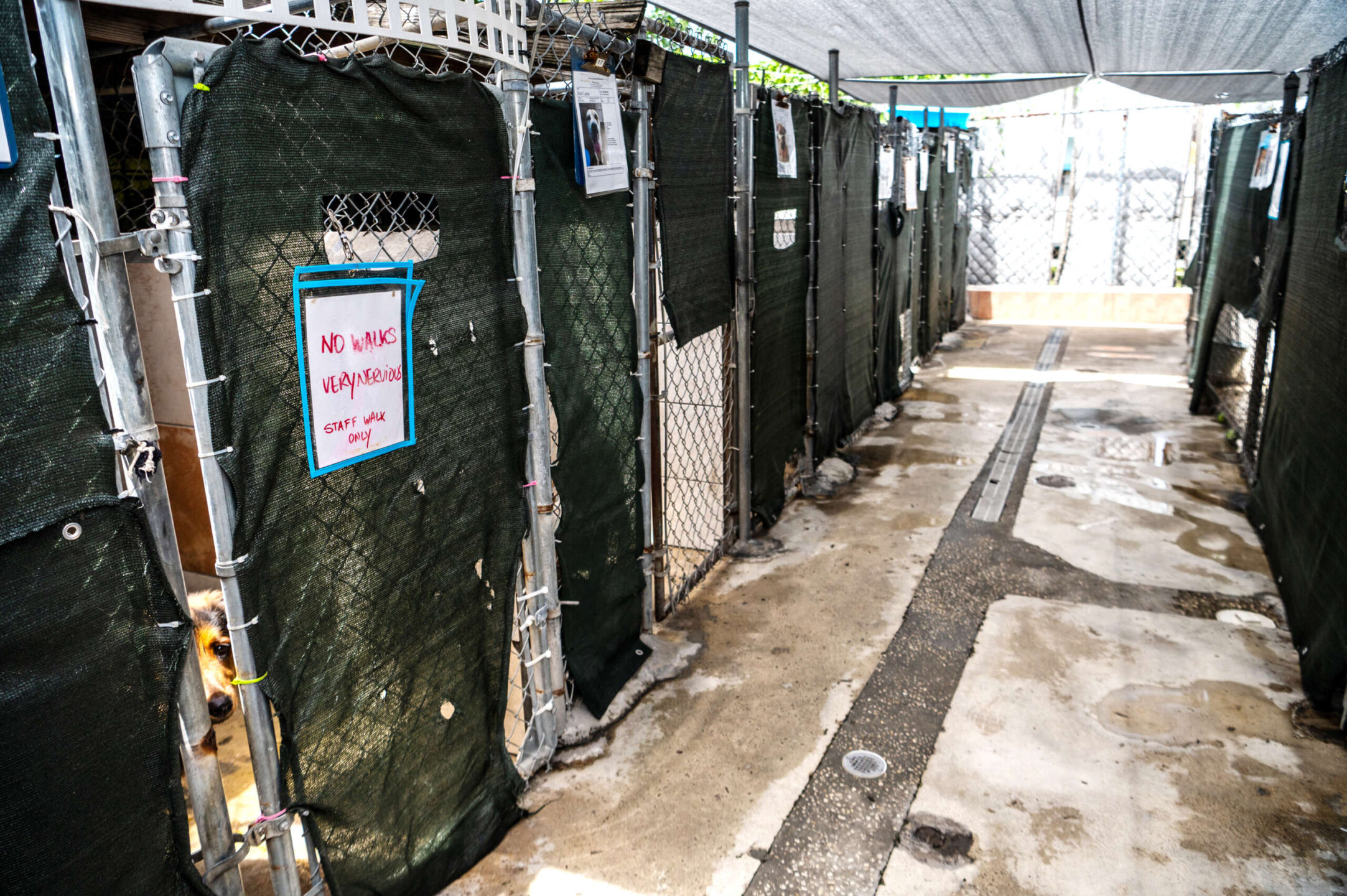 Humane society and christmas cards