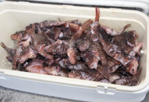 Lessons from Atlantic lionfish invasion shared with Mediterranean