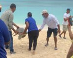 World Sea Turtle Day marked with release of green sea turtles