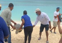 World Sea Turtle Day marked with release of green sea turtles