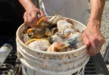 Suspected repeat poachers held with 194 conch