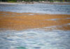 Researchers: ‘Glimmer of hope’ for 2023 sargassum levels