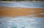 Researchers: ‘Glimmer of hope’ for 2023 sargassum levels