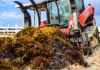 Sargassum seaweed: The ‘never-ending battle’