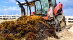 Sargassum seaweed: The ‘never-ending battle’