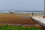 Sargassum invades Cayman Brac shores
