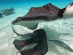 Eco group launches petition to protect Cayman’s coastal lagoons