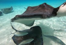 Stingray City and Sandbar licence moratorium in the works