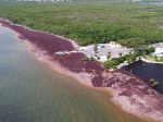 Trial sargassum clean-up under way