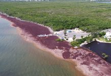 Trial sargassum clean-up under way