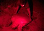 Premier pleads for end to poaching and illegal wildlife trade